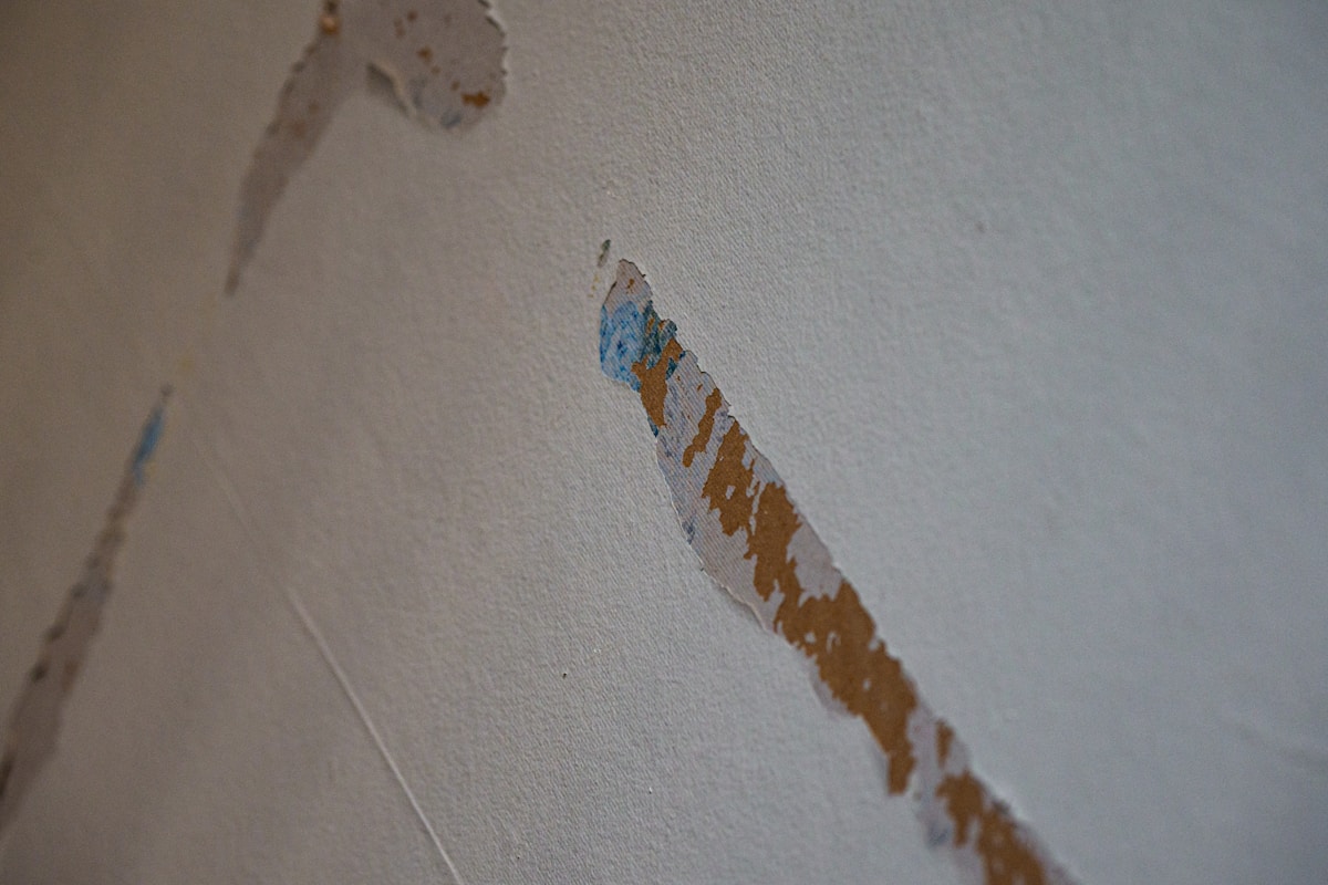 Mold Remediation service in Union City, CA